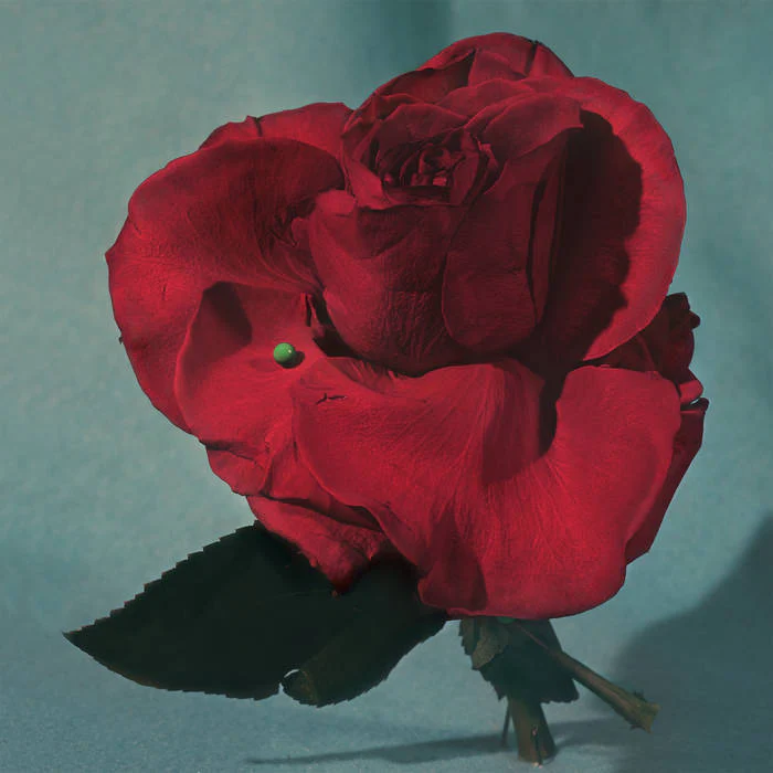 Metz - Up On Gravity Hill (New CD)