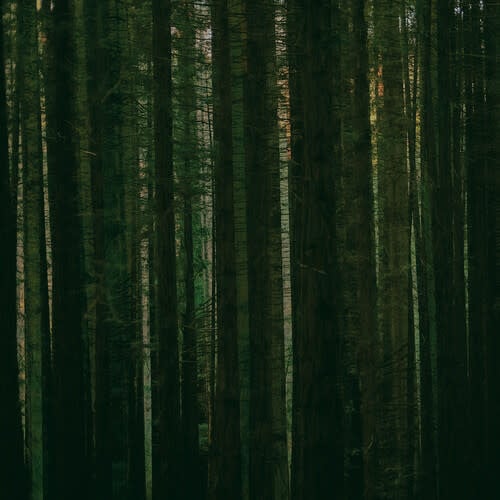 Paper Kites - Evergreen (RSD 2024) (Green Vinyl) (New Vinyl)